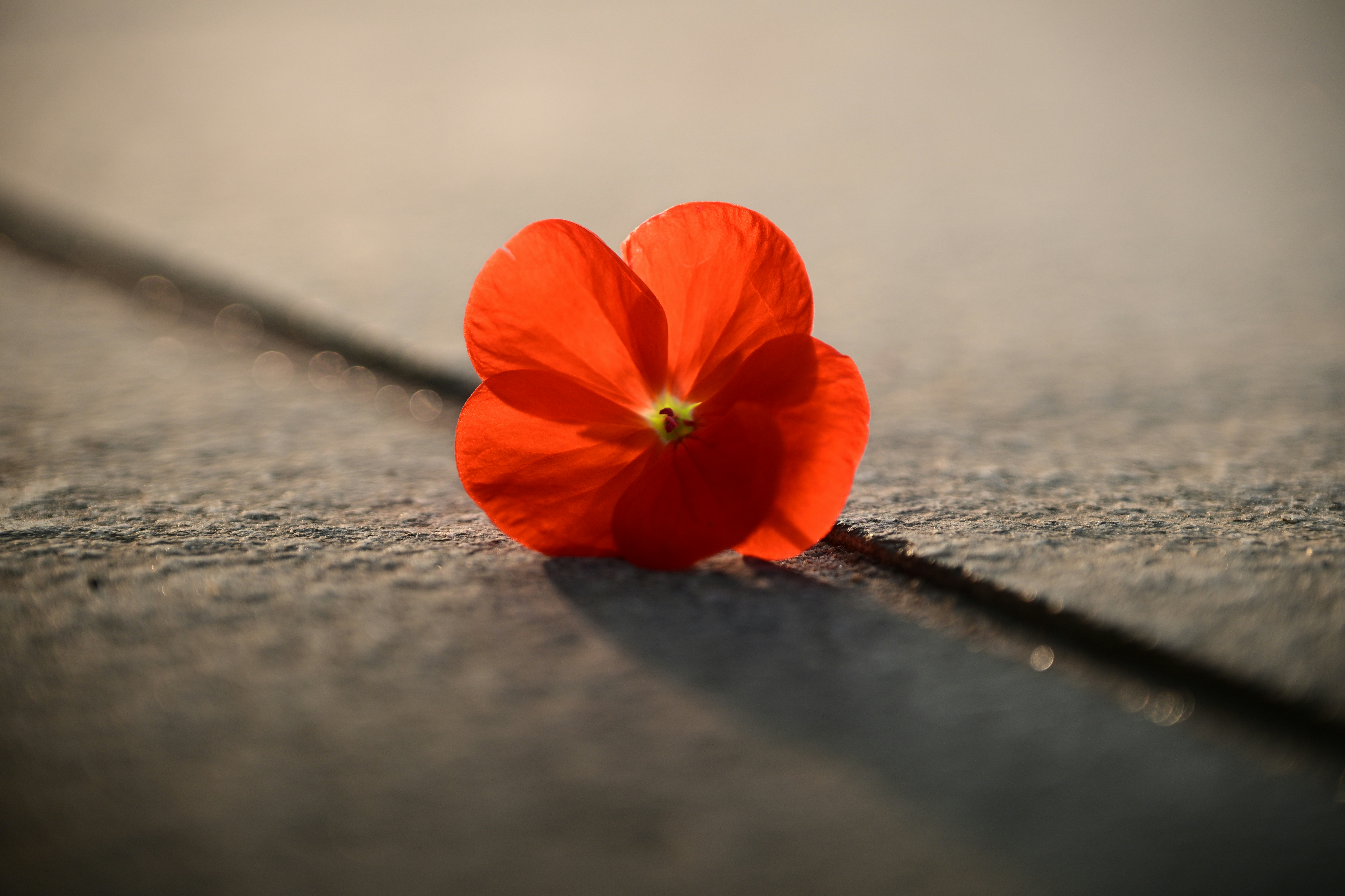 victoria-wang-31YjMoAii4Q-unsplash